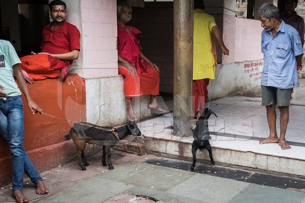 Baby goats for religious sacrifice at Kamakhya temple in Guwahati in Assam