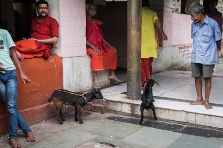 Baby goats for religious sacrifice at Kamakhya temple in Guwahati in Assam