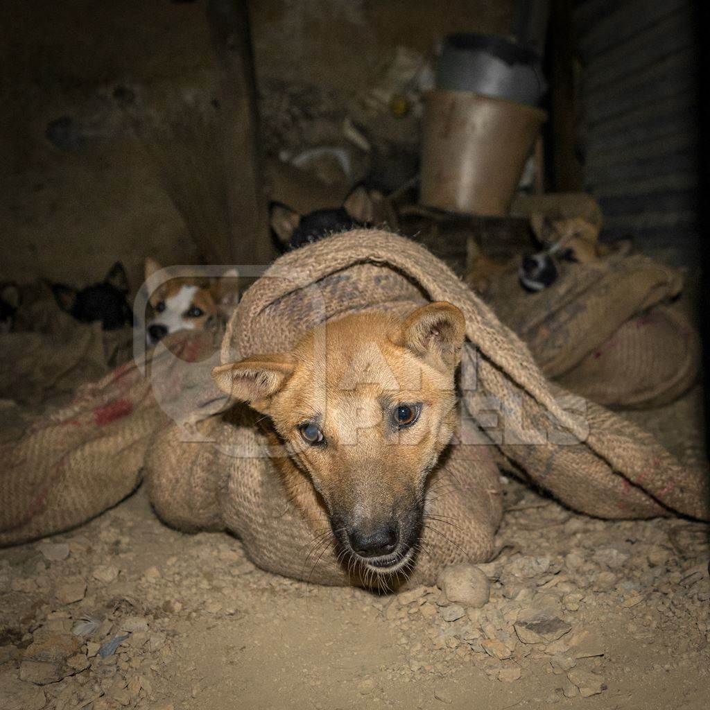 Dog in sack at a dog meat market waiting to be slaughtered and sold as dog meat