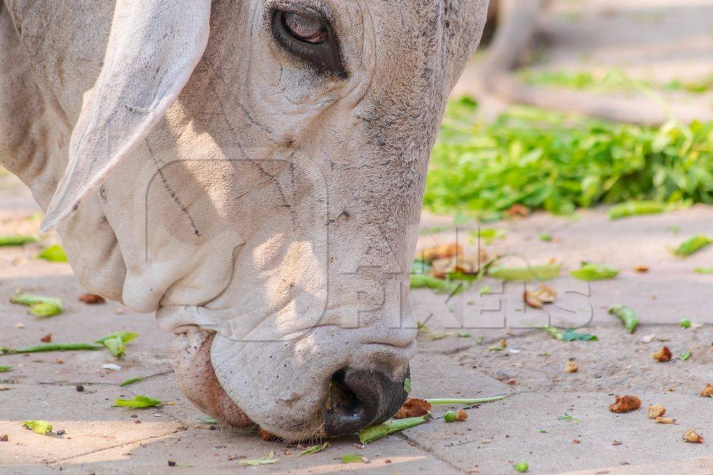 Street cow or bull eating in Mandore Gardens in the city of Jodhpur in Rajasthan in India