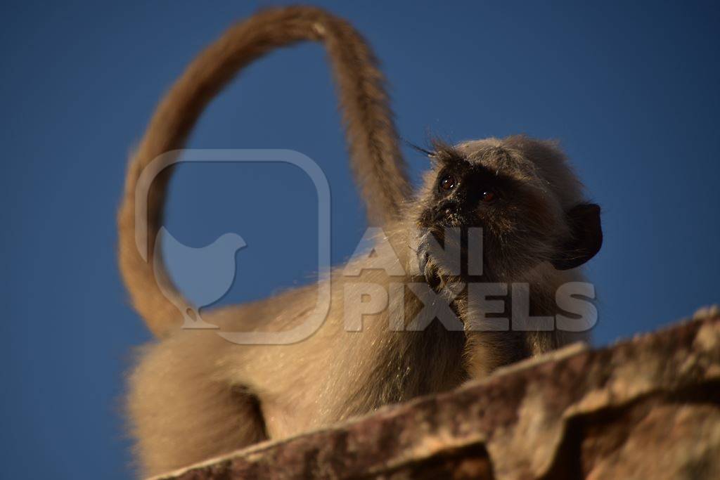 Langur sitting on wall with blue sky background
