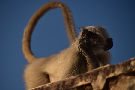 Langur sitting on wall with blue sky background