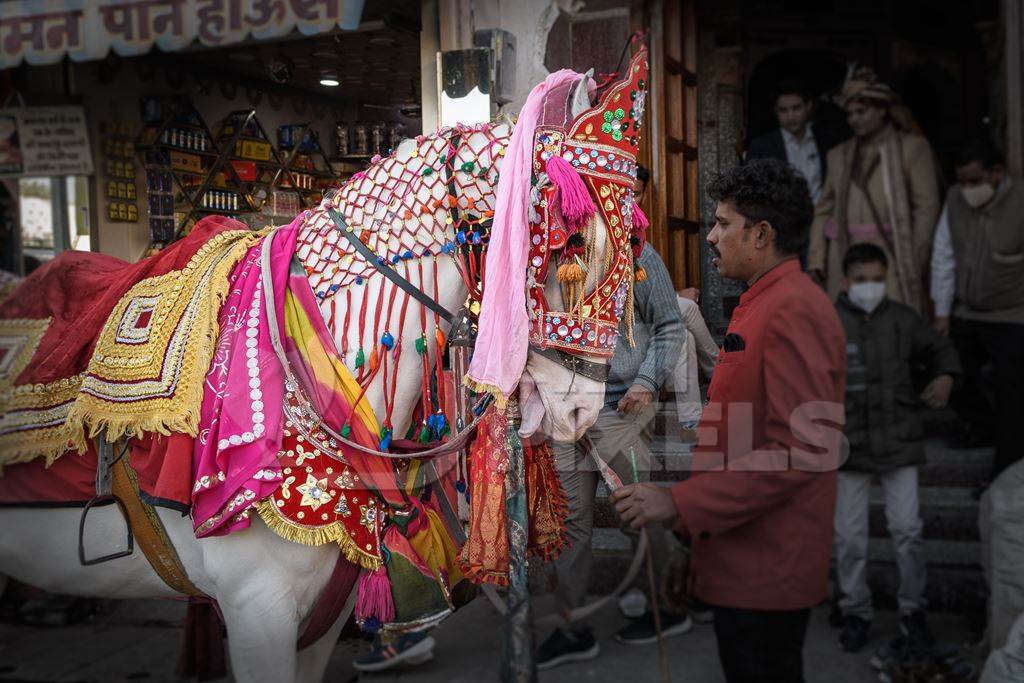 Indian wedding horse or baraat horse used for marriage ceremonies showing the white of her eye, Ajmer, Rajasthan, India, 2022