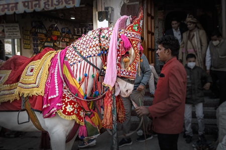 Indian wedding horse or baraat horse used for marriage ceremonies showing the white of her eye, Ajmer, Rajasthan, India, 2022