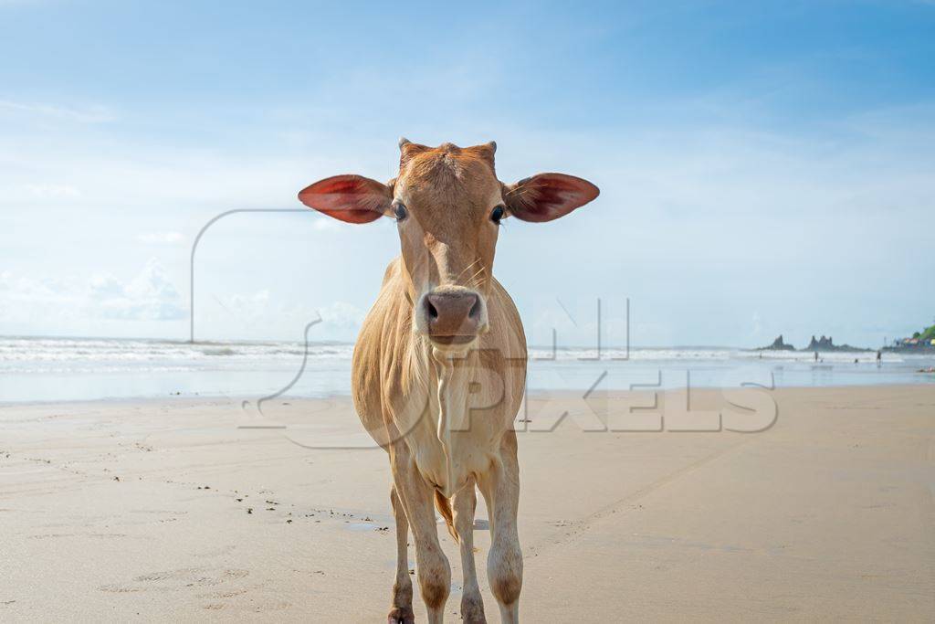 Cow on the beach in Goa, India