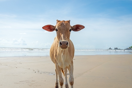 Cow on the beach in Goa, India