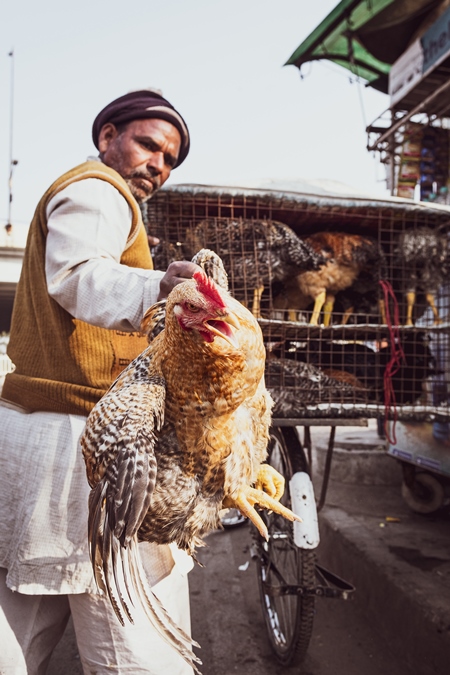 Man handling Indian chicken or hen by the wings  at Ghazipur murga mandi, Ghazipur, Delhi, India, 2022