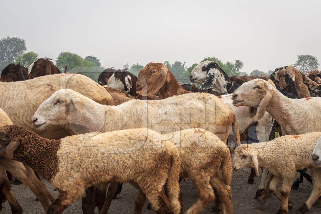 Farmer with herd of goats and sheep walking along road in rural Rajasthan with trees in background