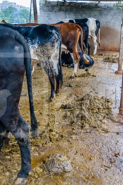 Dairy cows in a dirty stall in an urban dairy