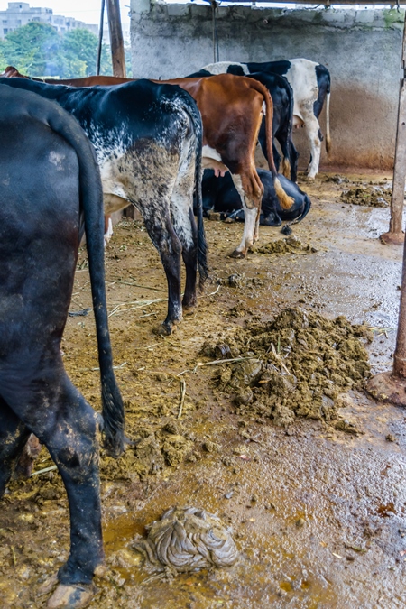 Dairy cows in a dirty stall in an urban dairy