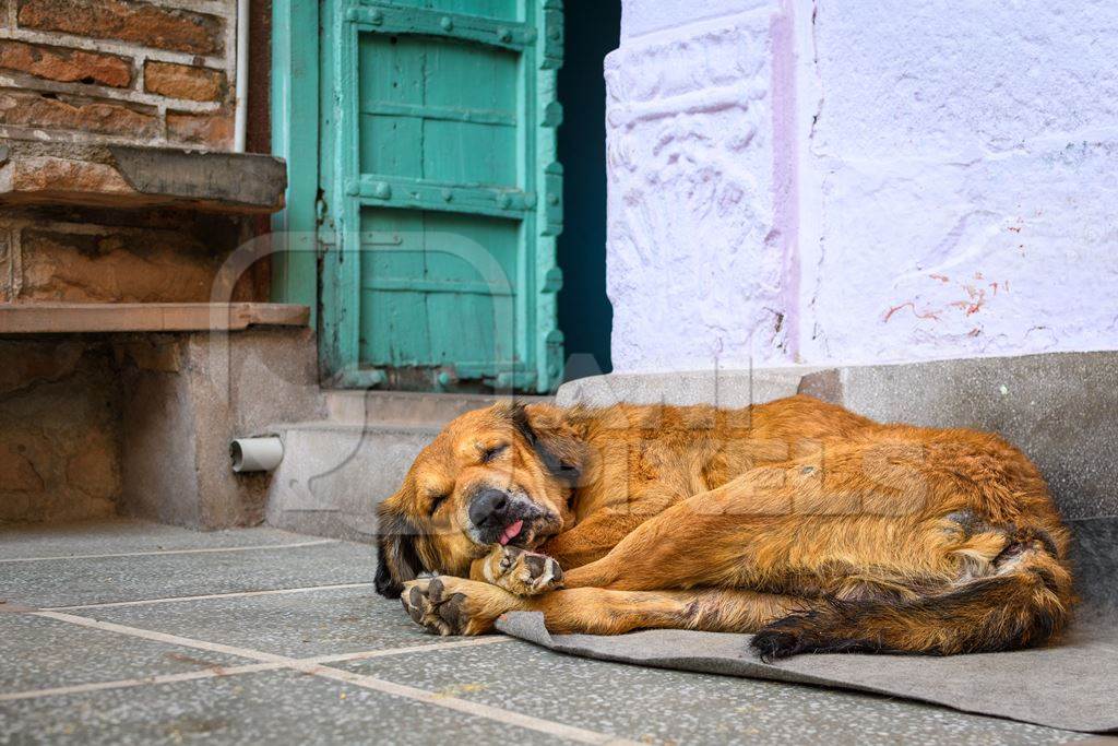 Old Indian street dog or stray pariah dog sleeping in the urban city of Jodhpur, India, 2022
