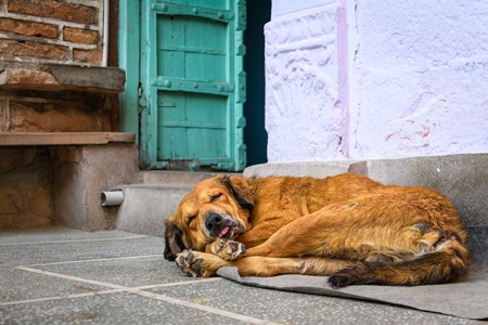 Old Indian street dog or stray pariah dog sleeping in the urban city of Jodhpur, India, 2022
