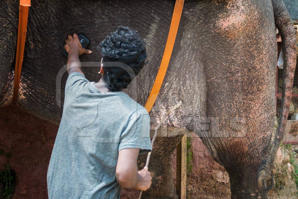 Man with a stick hitting and poking an elephant used for tourist rides in the hills of Munnar in Kerala