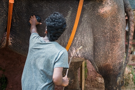 Man with a stick hitting and poking an elephant used for tourist rides in the hills of Munnar in Kerala