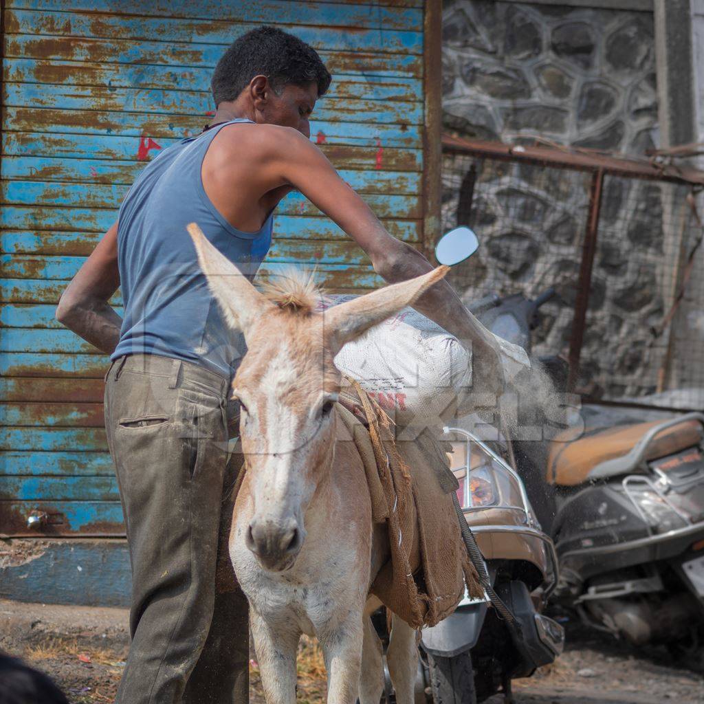 Working donkey with man used for animal labour to carry heavy sacks of cement in an urban city in Maharashtra in India