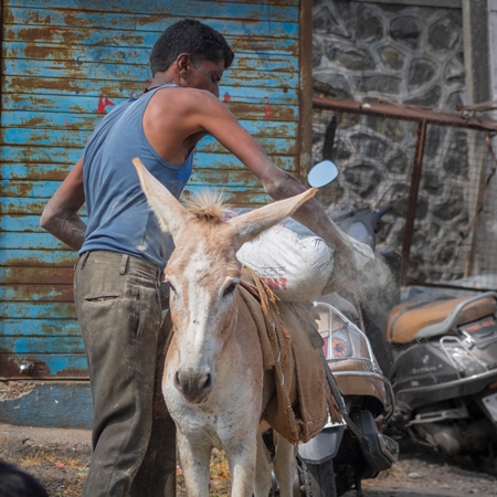 Working donkey with man used for animal labour to carry heavy sacks of cement in an urban city in Maharashtra in India