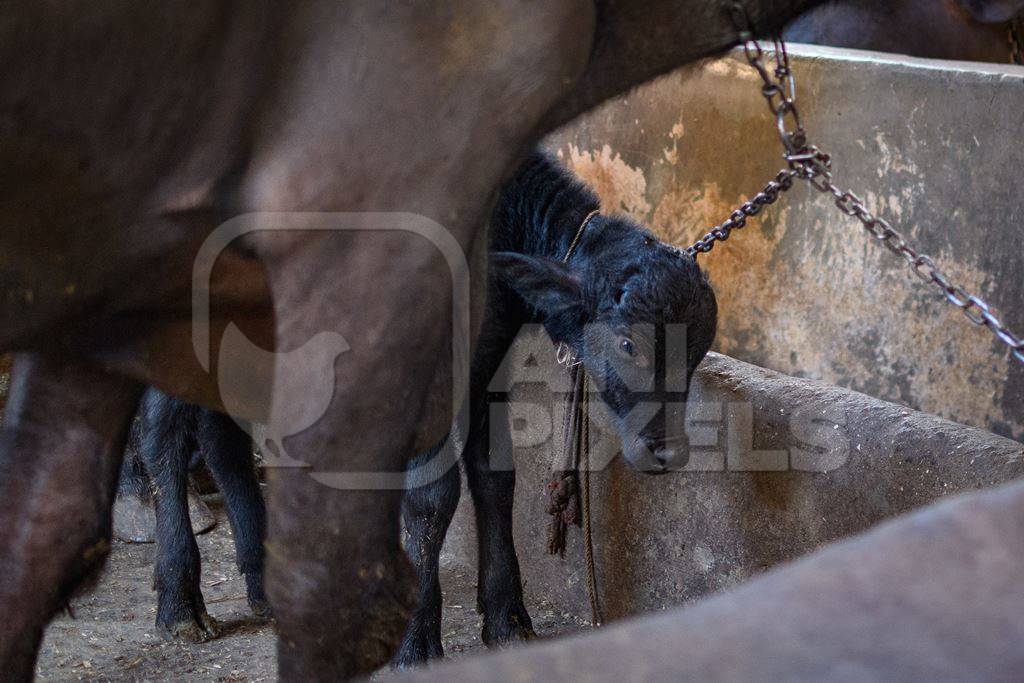 Farmed Indian buffalo calf and mother on an urban dairy farm or tabela, Aarey milk colony, Mumbai, India, 2023