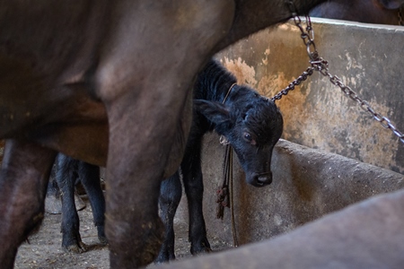 Farmed Indian buffalo calf and mother on an urban dairy farm or tabela, Aarey milk colony, Mumbai, India, 2023