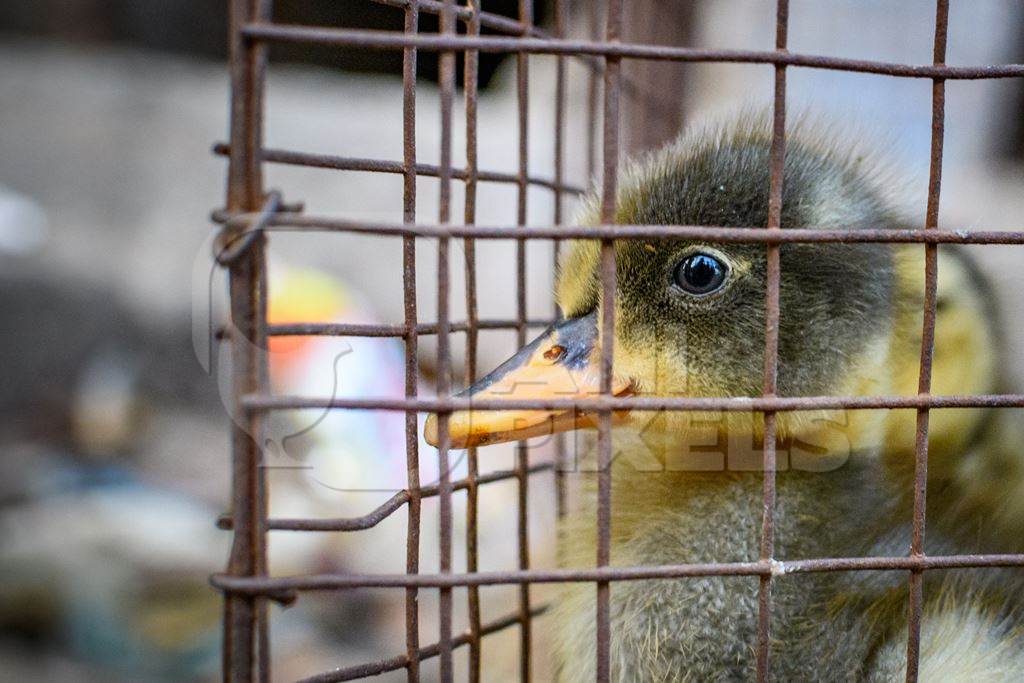 Small yellow ducklings in a cage at a market in a street, Kolkata, India, 2022