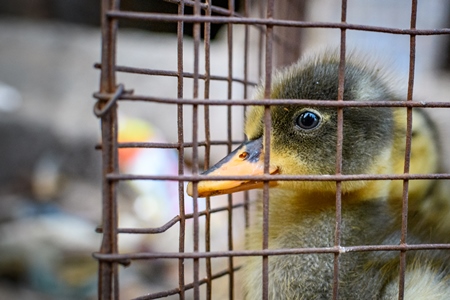 Small yellow ducklings in a cage at a market in a street, Kolkata, India, 2022