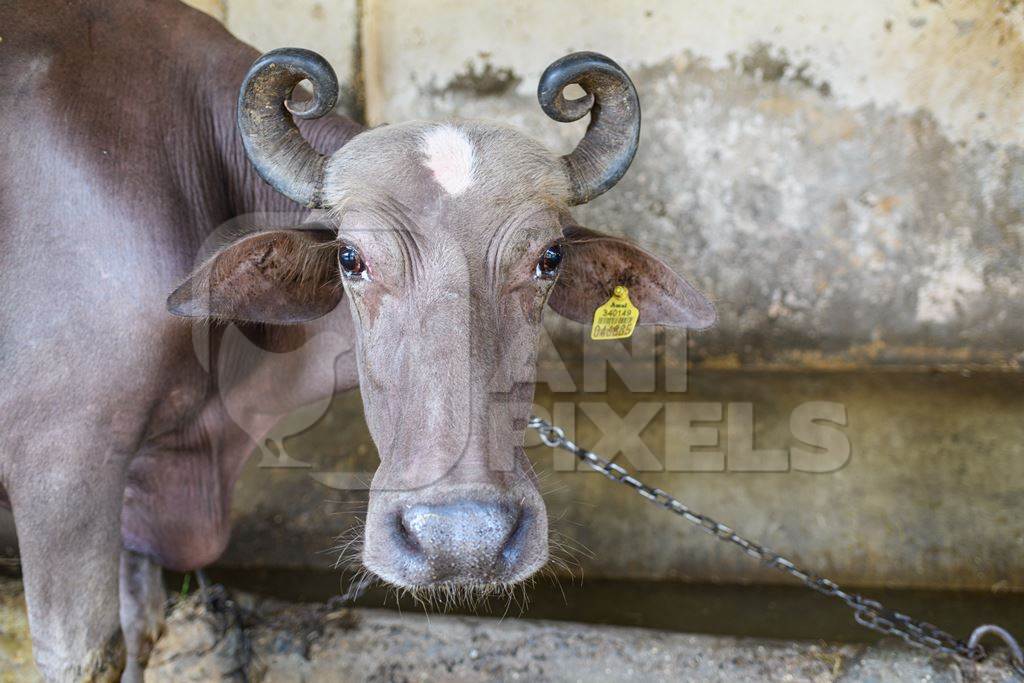 Indian buffalo with eye infection chained up in a line in a concrete shed on an urban dairy farm or tabela, Aarey milk colony, Mumbai, India, 2023