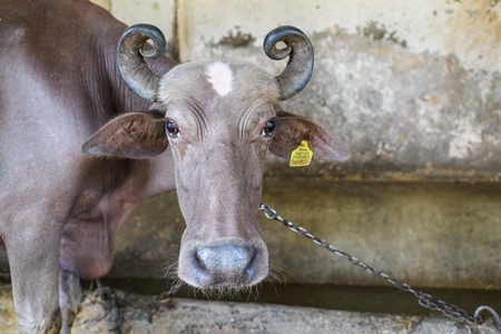 Indian buffalo with eye infection chained up in a line in a concrete shed on an urban dairy farm or tabela, Aarey milk colony, Mumbai, India, 2023