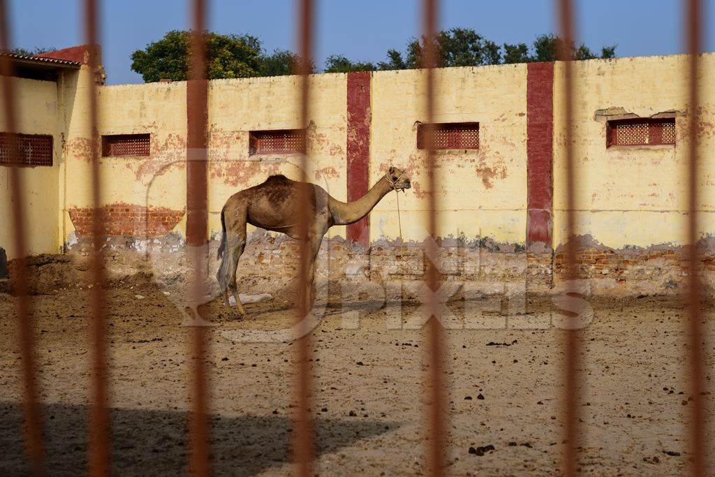 Farmed camel in paddock at the National Research Centre on Camel in Bikaner