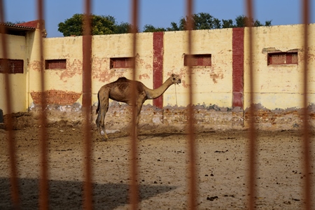 Farmed camel in paddock at the National Research Centre on Camel in Bikaner