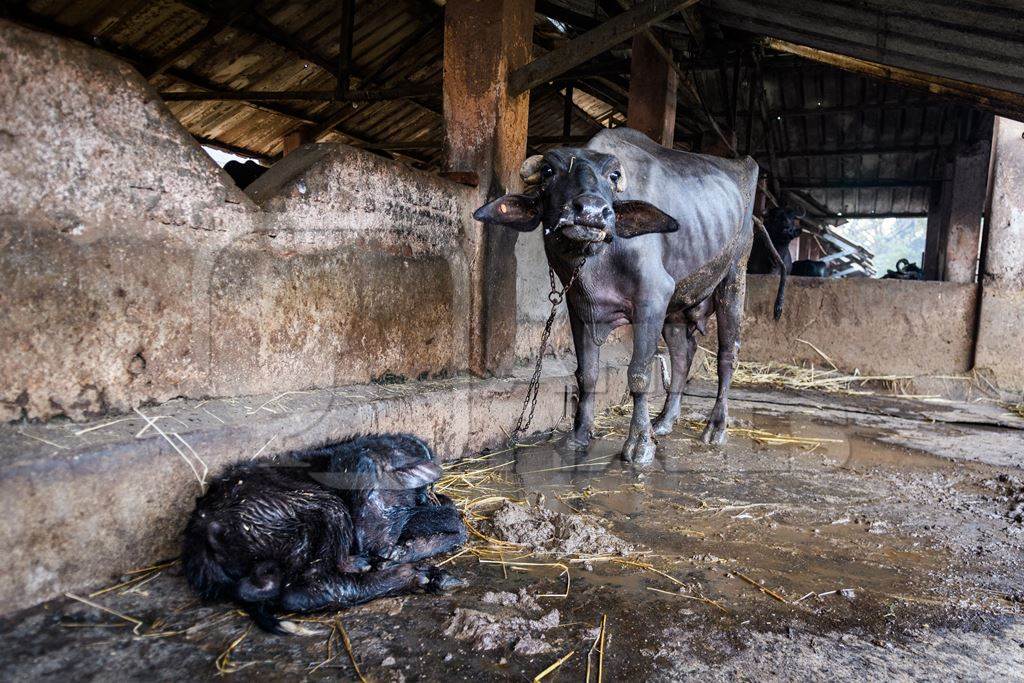 Sick Indian baby buffalo tied up away from mother on an urban dairy farm or tabela, Aarey milk colony, Mumbai, India, 2023