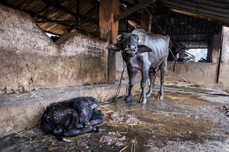 Sick Indian baby buffalo tied up away from mother on an urban dairy farm or tabela, Aarey milk colony, Mumbai, India, 2023