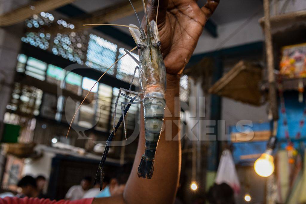 Dead prawns or shrimp at the fish market inside New Market, Kolkata, India, 2022