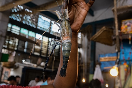 Dead prawns or shrimp at the fish market inside New Market, Kolkata, India, 2022