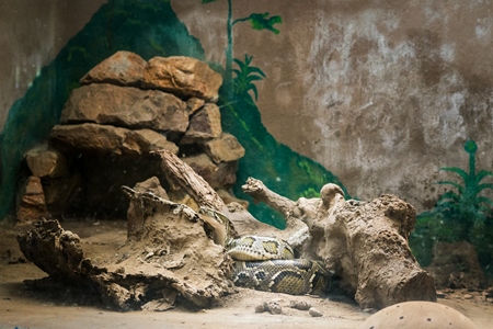 Snake in tank in the reptile house in Sanjay Gandhi Jaivik Udyan zoo