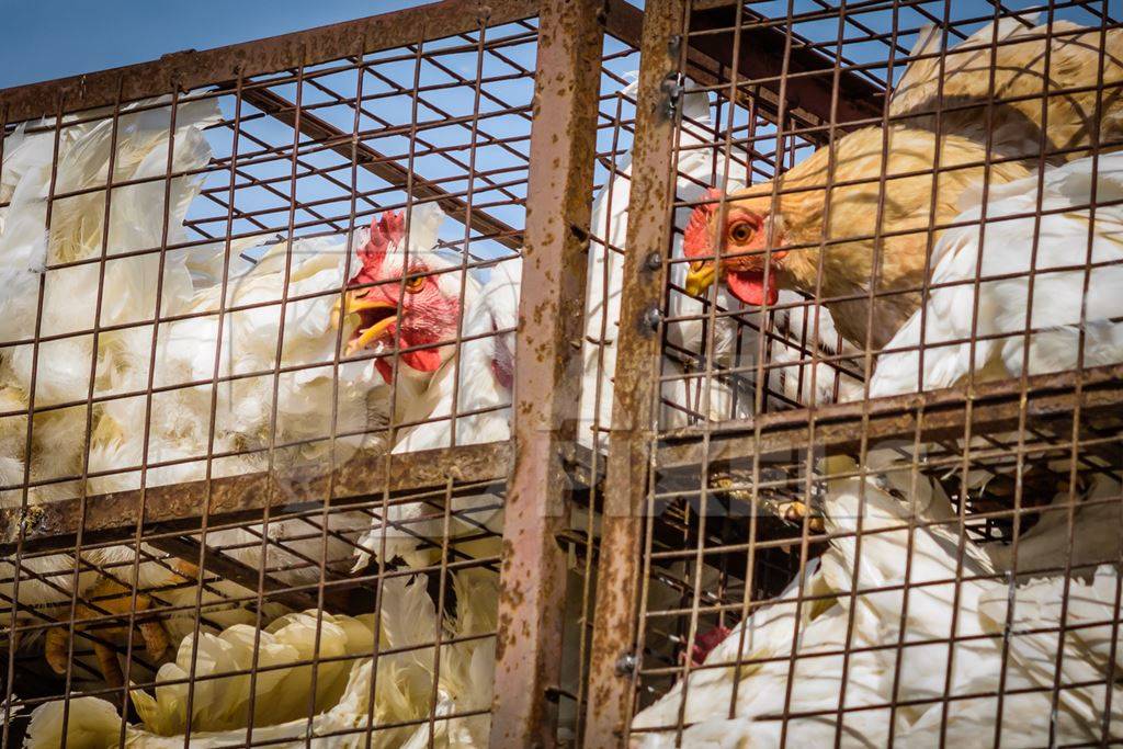 Broiler chickens packed onto at truck being transported to slaughter in an urban city