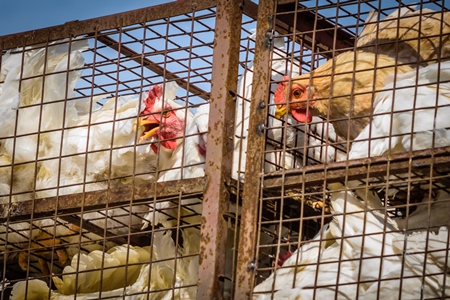 Broiler chickens packed onto at truck being transported to slaughter in an urban city