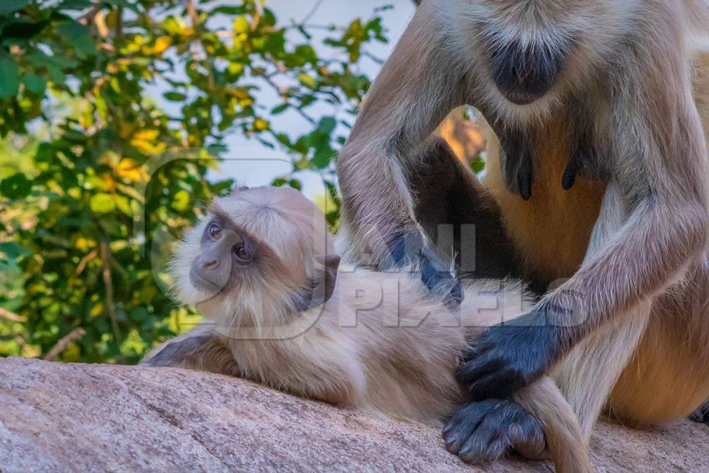 Indian gray or hanuman langur monkeys in the wild in Rajasthan in India