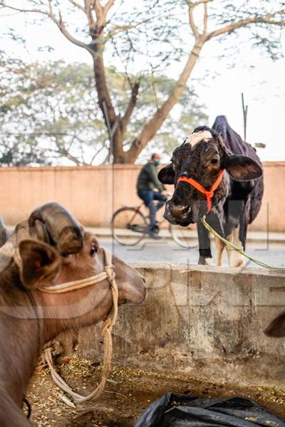 Indian dairy cow and buffalo on an urban tabela in the divider of a busy road, Pune, Maharashtra, India, 2024