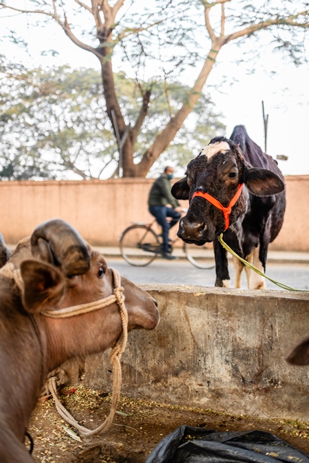 Indian dairy cow and buffalo on an urban tabela in the divider of a busy road, Pune, Maharashtra, India, 2024