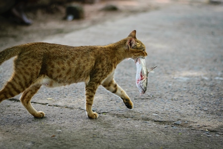 Street cat at Kochi fishing harbour in Kerala with fish in mouth