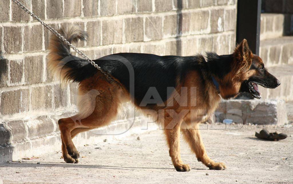German shepherd pedigree pet dog kept on chain barking