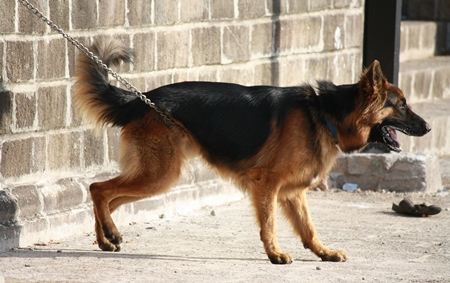 German shepherd pedigree pet dog kept on chain barking