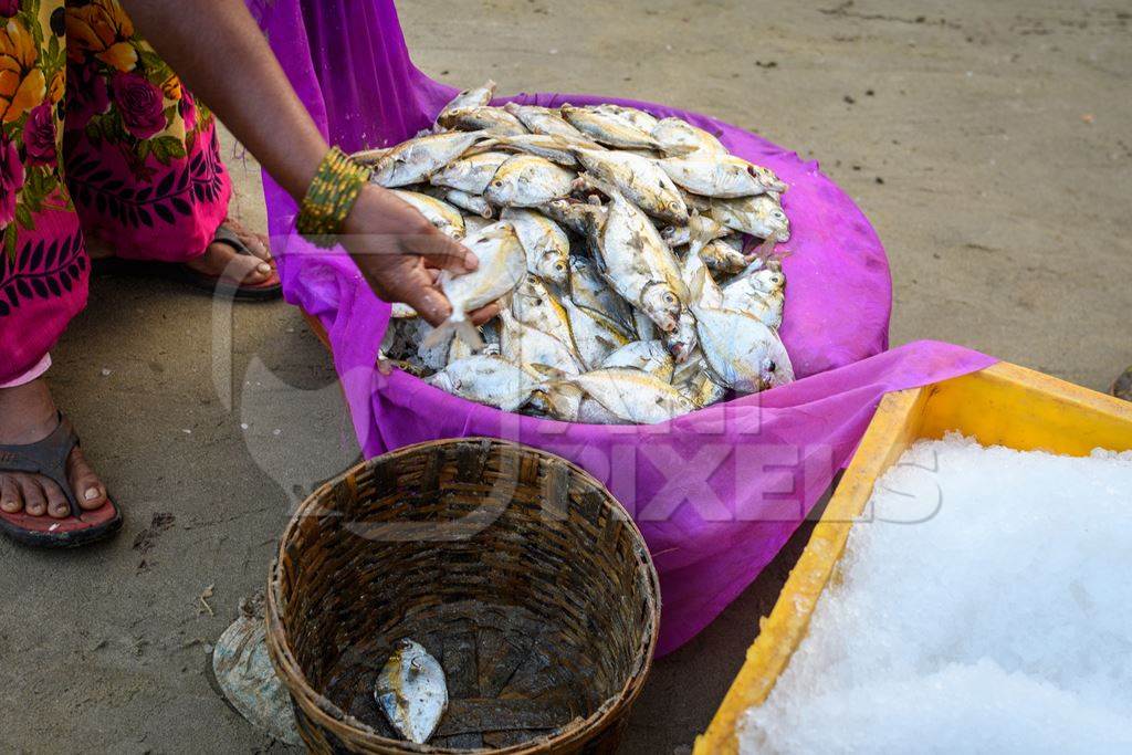 A fish seller examines a basket of dead Indian fish on sale at Malvan fish market on beach in Malvan, Maharashtra, India, 2022