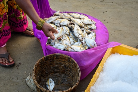 A fish seller examines a basket of dead Indian fish on sale at Malvan fish market on beach in Malvan, Maharashtra, India, 2022