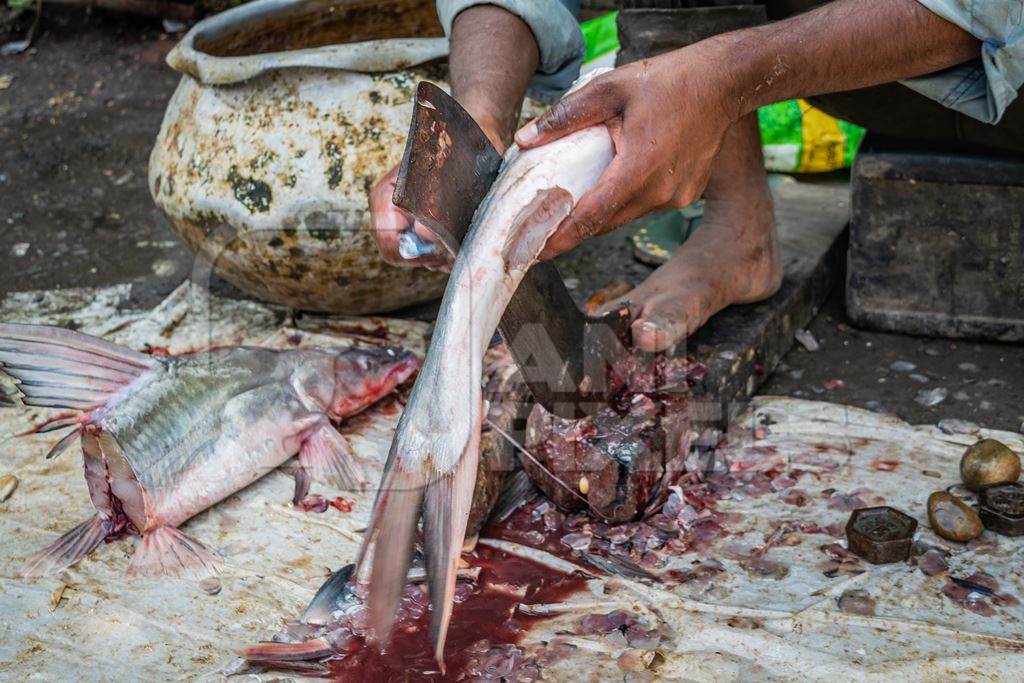 Fish being de-scaled, de-finned and gutted by a worker on the ground at a fish market in Bihar