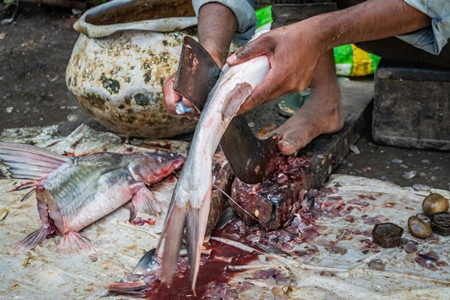 Fish being de-scaled, de-finned and gutted by a worker on the ground at a fish market in Bihar