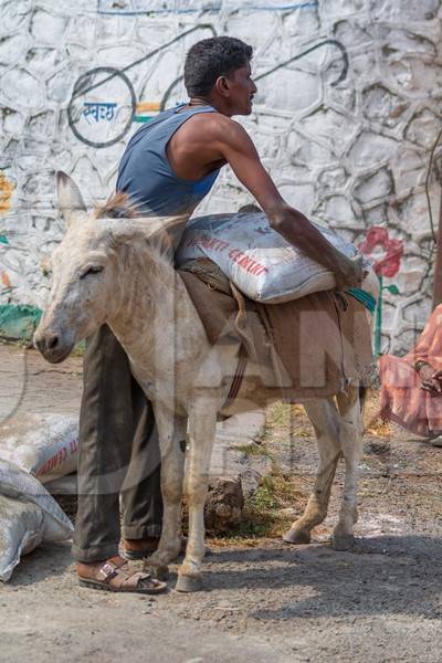 Man loading heavy sack onto working Indian donkey used for animal labour to carry heavy sacks of cement in an urban city in Maharashtra in India