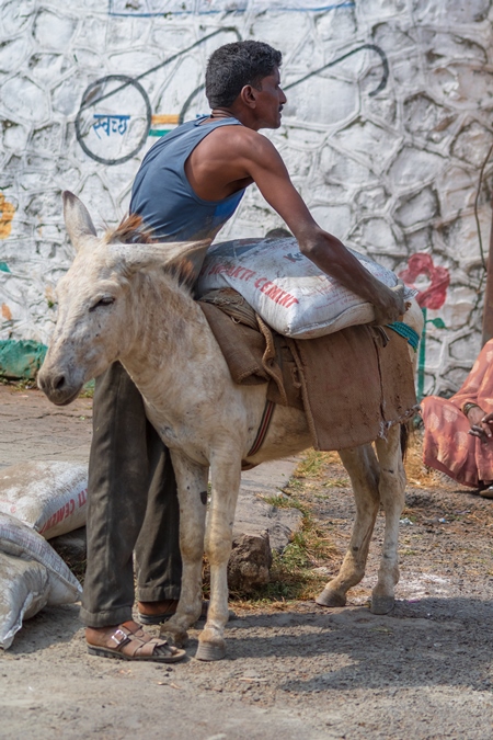 Man loading heavy sack onto working Indian donkey used for animal labour to carry heavy sacks of cement in an urban city in Maharashtra in India