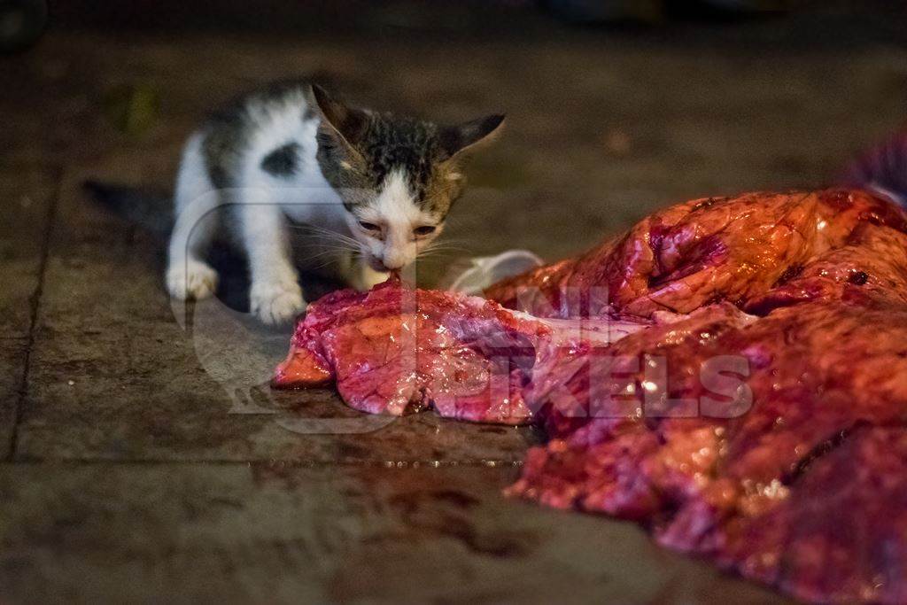 Street or stray kitten eating piece of meat in Crawford meat market, in Mumbai, India