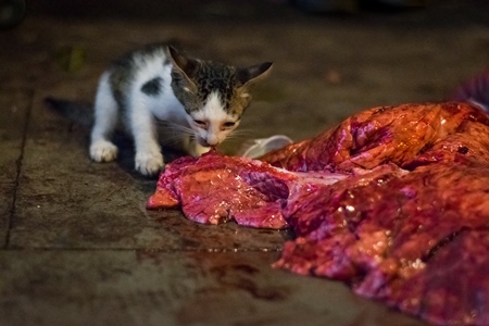 Street or stray kitten eating piece of meat in Crawford meat market, in Mumbai, India