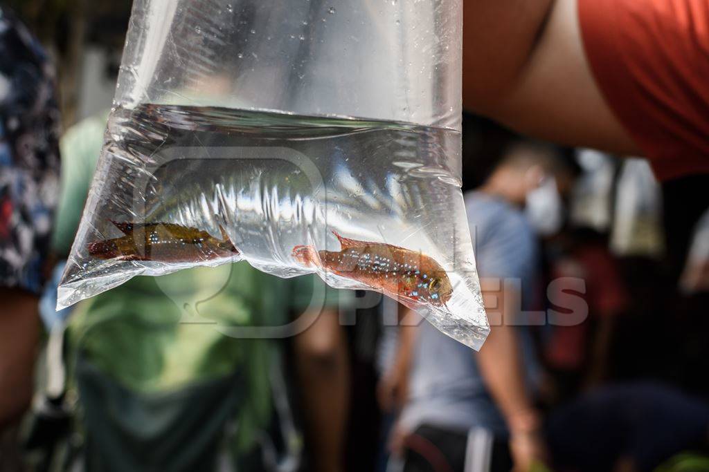 Aquarium fish in plastic bags on sale at Galiff Street pet market, Kolkata, India, 2022